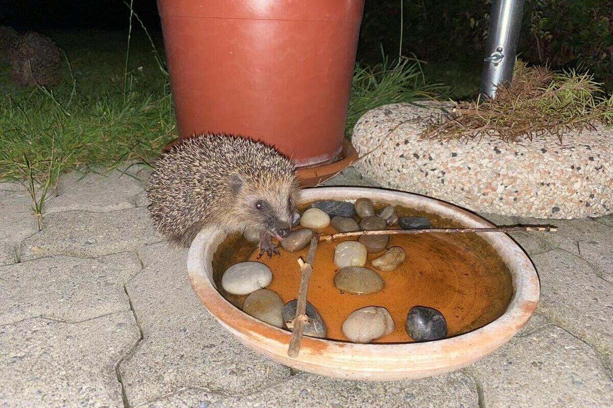 Tödliche Wasserfallen – Mit einfachen Mitteln Tierleben retten
