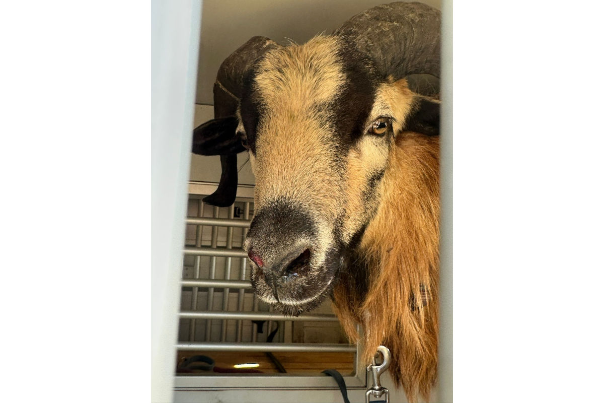 Erfurt – Schafbock blockiert Straßenbahn