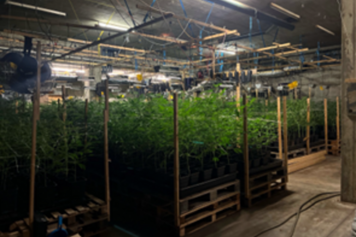 Stadt Schaffhausen – Illegale Hanfplantage entdeckt - Polizei stellt über 1'600 Pflanzen sicher