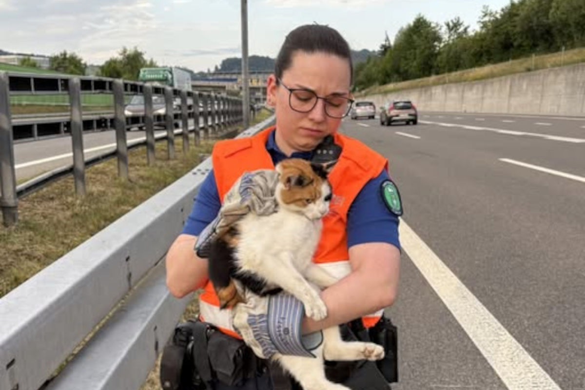 A1 bei St. Gallen – Polizei rettet Katze von der Autobahn