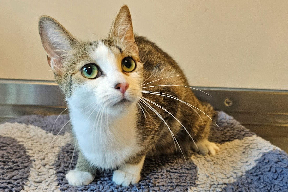 Emmenbrücke LU - Sechs Katzen ausgesetzt