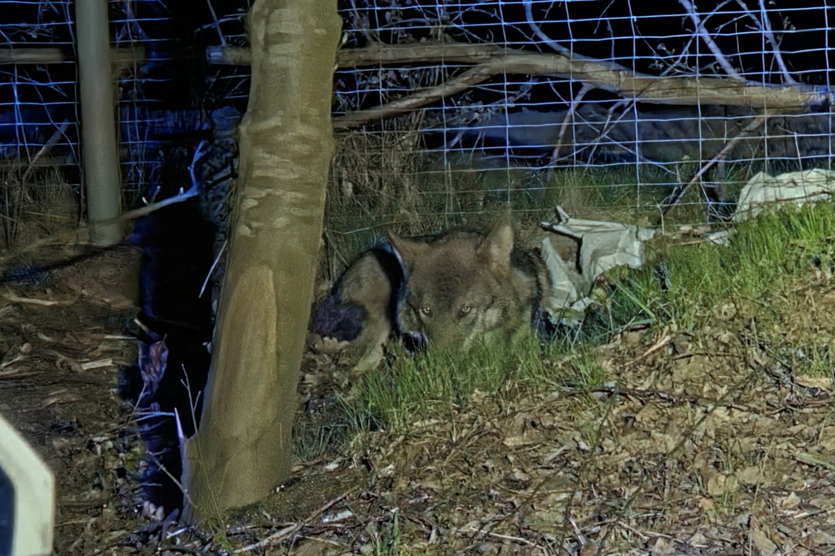 A27 Geestland – Unfall mit Wolf auf Autobahn