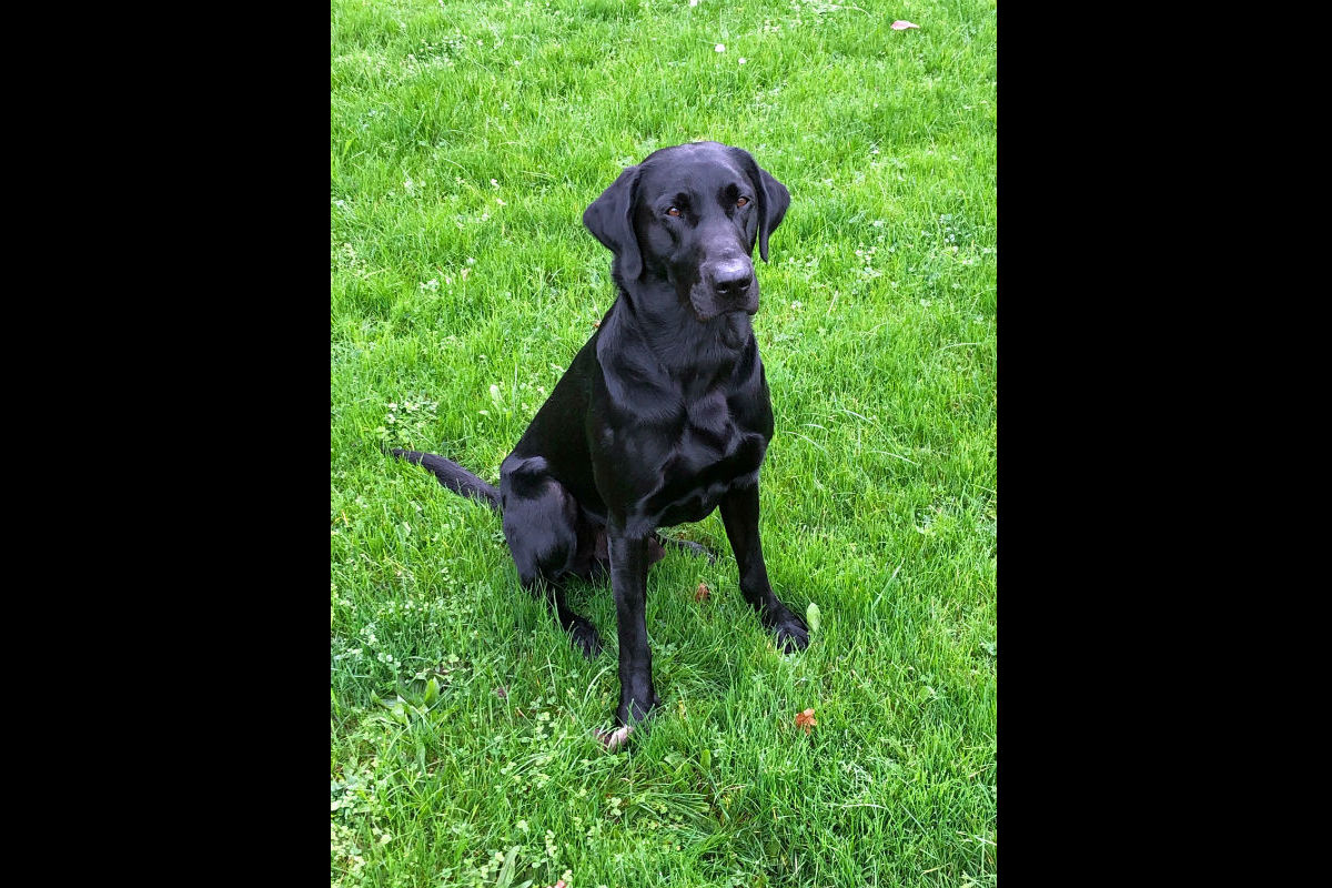 Ebikon LU - Mutmasslicher Drogendealer geschnappt