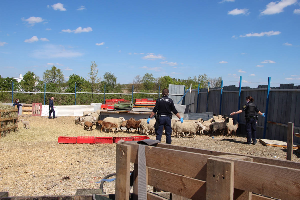 Grimma – Durchsuchung im Fall der toten Schafe