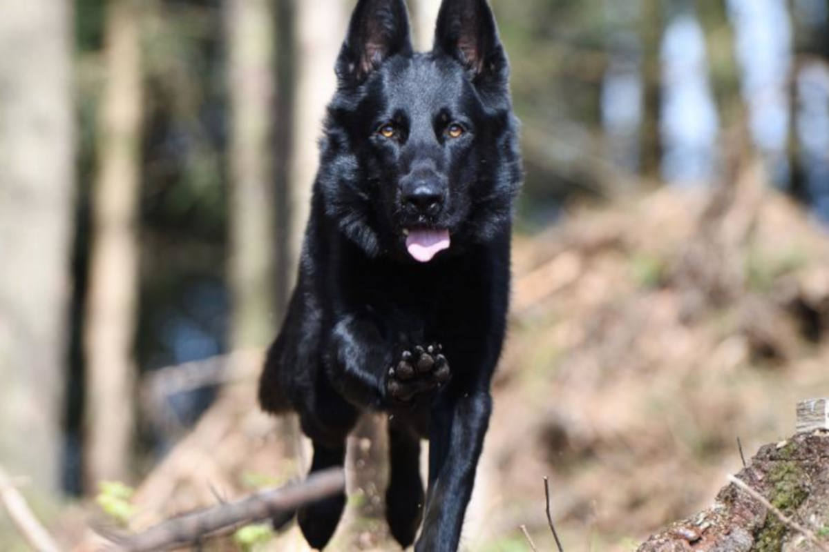 Zug ZG - Polizeihund «Wyk» rettet stark unterkühlte Person