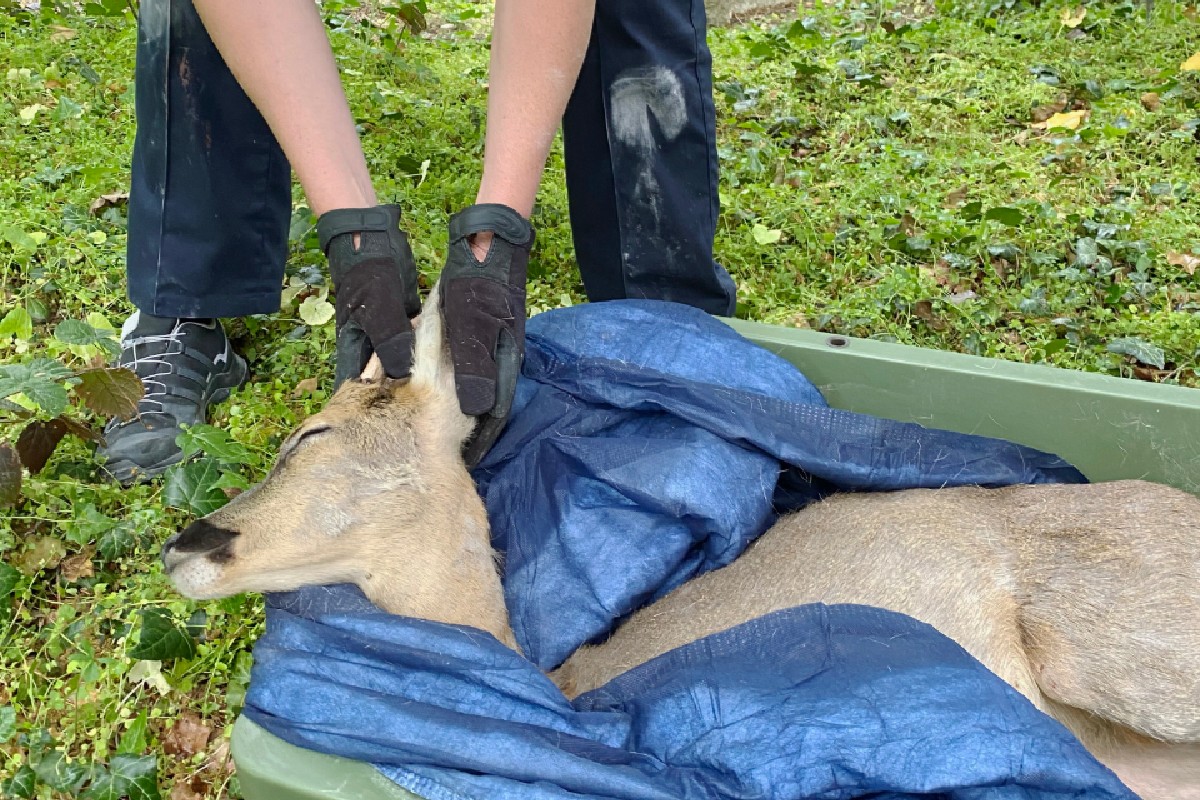 Basel - Kantonspolizei fängt verirrten Rehbock ein