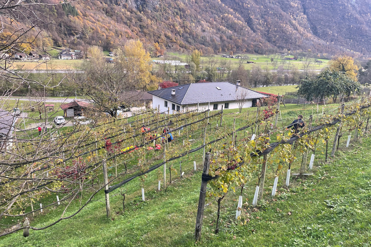 Leggia GR - Flugschüler mit Gleitschirm in einen Weinberg abgestürzt