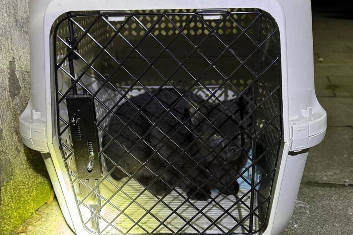 Dinslaken – Feuerwehr rettet drei Katzen aus Schacht