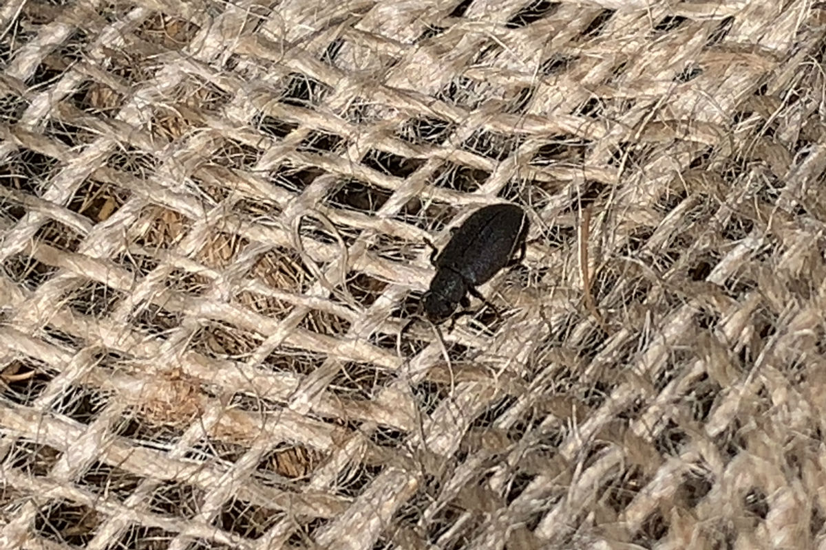 Basel BS - Käfer aus Indien als blinde Passagiere