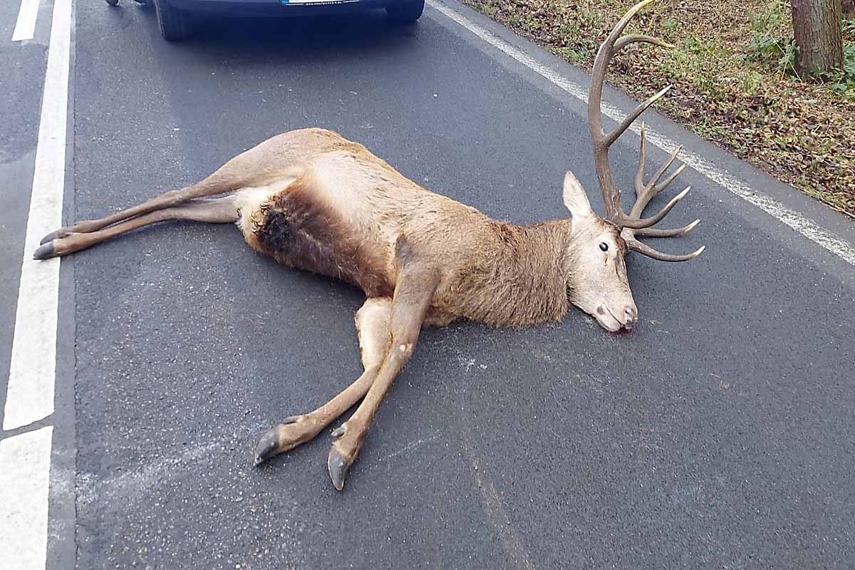 Tierische Tragödie in Barth - Rothirsch stirbt bei Autounfall!