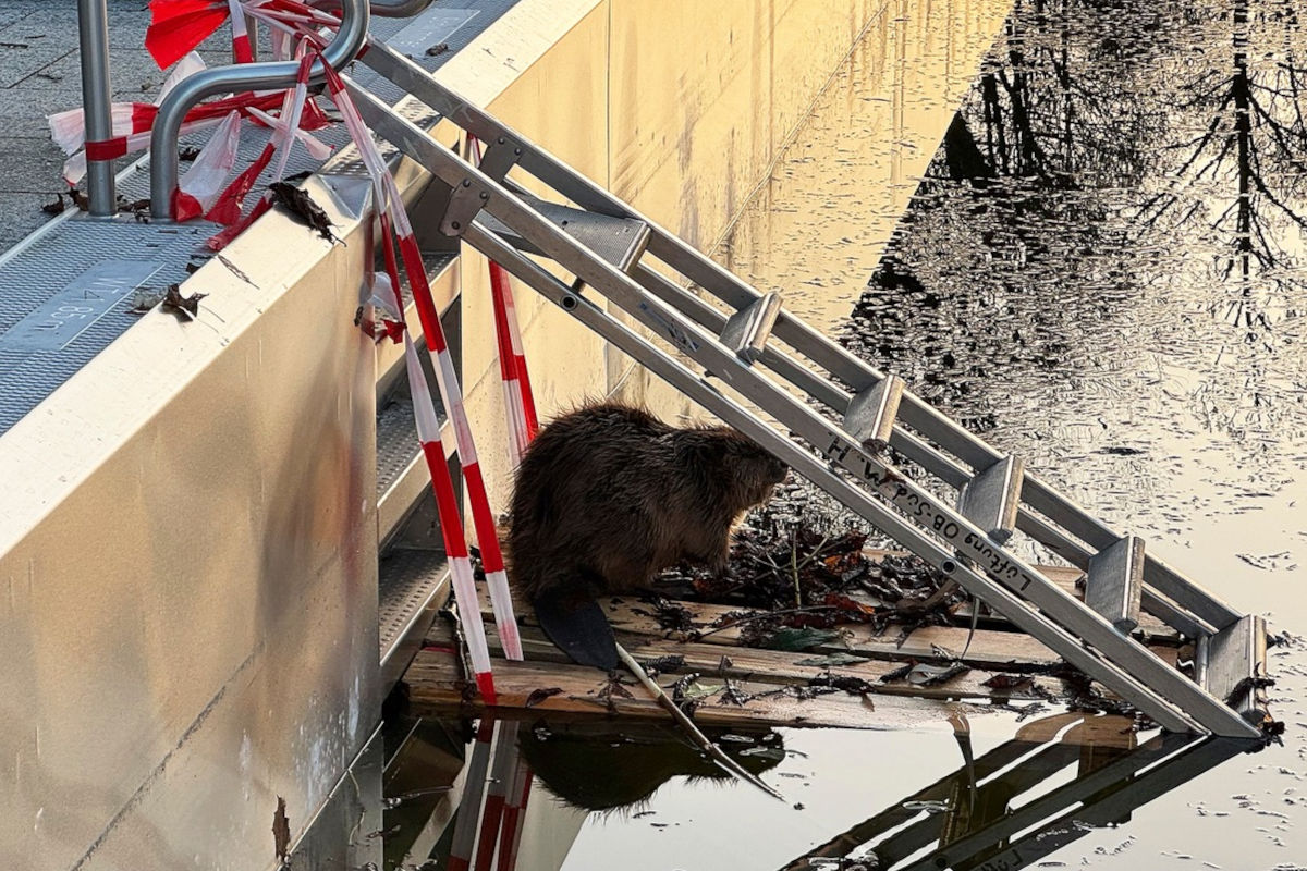 München – Biber aus Schwimmbecken im Freibad gerettet