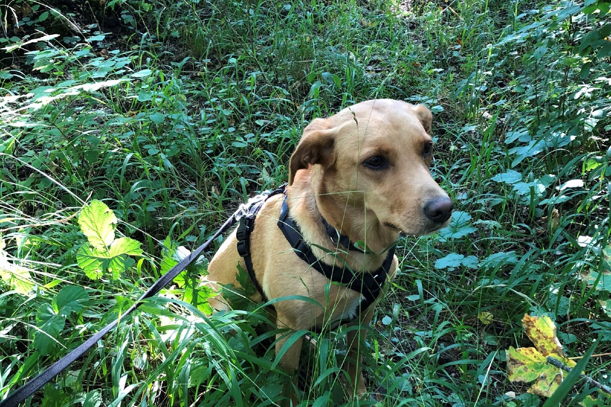 Vermisstmeldung aus Churwalden GR - Polizeihund Yuna findet vermisste Person