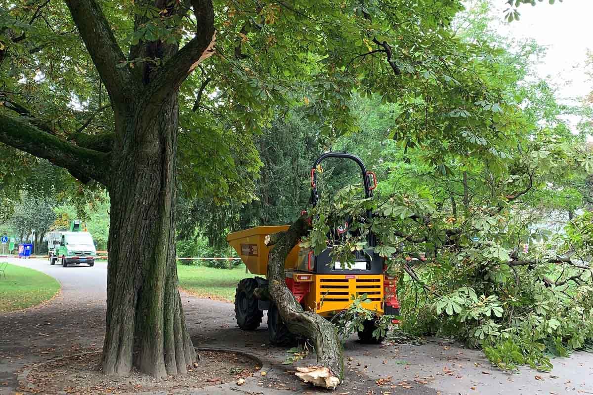 Basel - Arbeiter von herunterfallendem Ast schwer verletzt