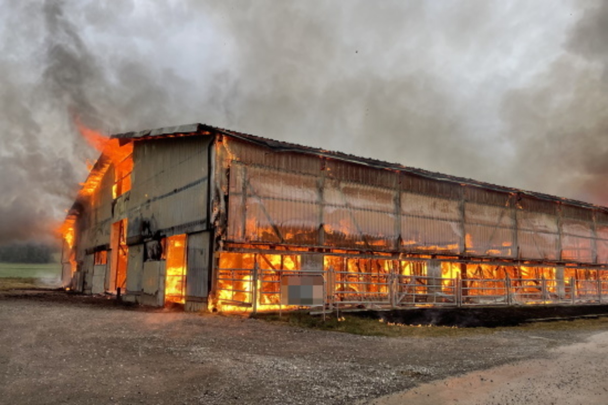 Cournillens FR - Brand tötet Kuh und sechs Kälber 