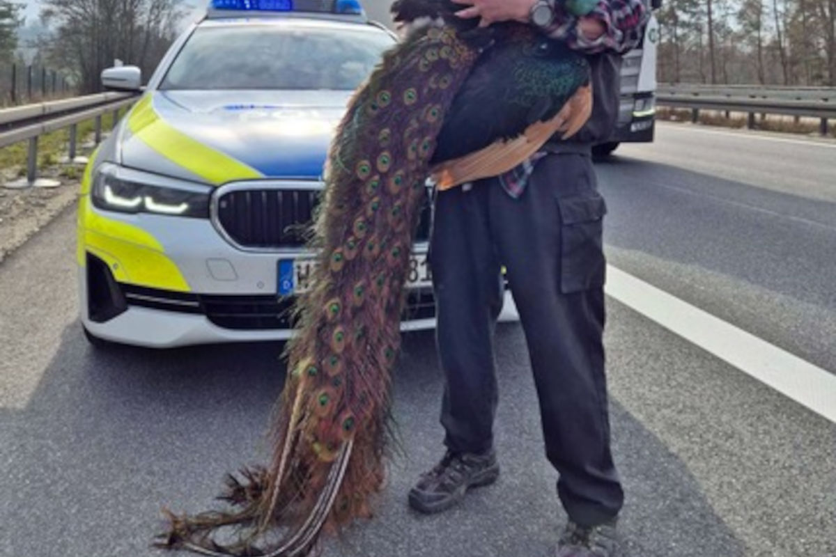 Volkmarsen – Ausgebüxter Pfau sorgt für Polizeieinsatz auf A44