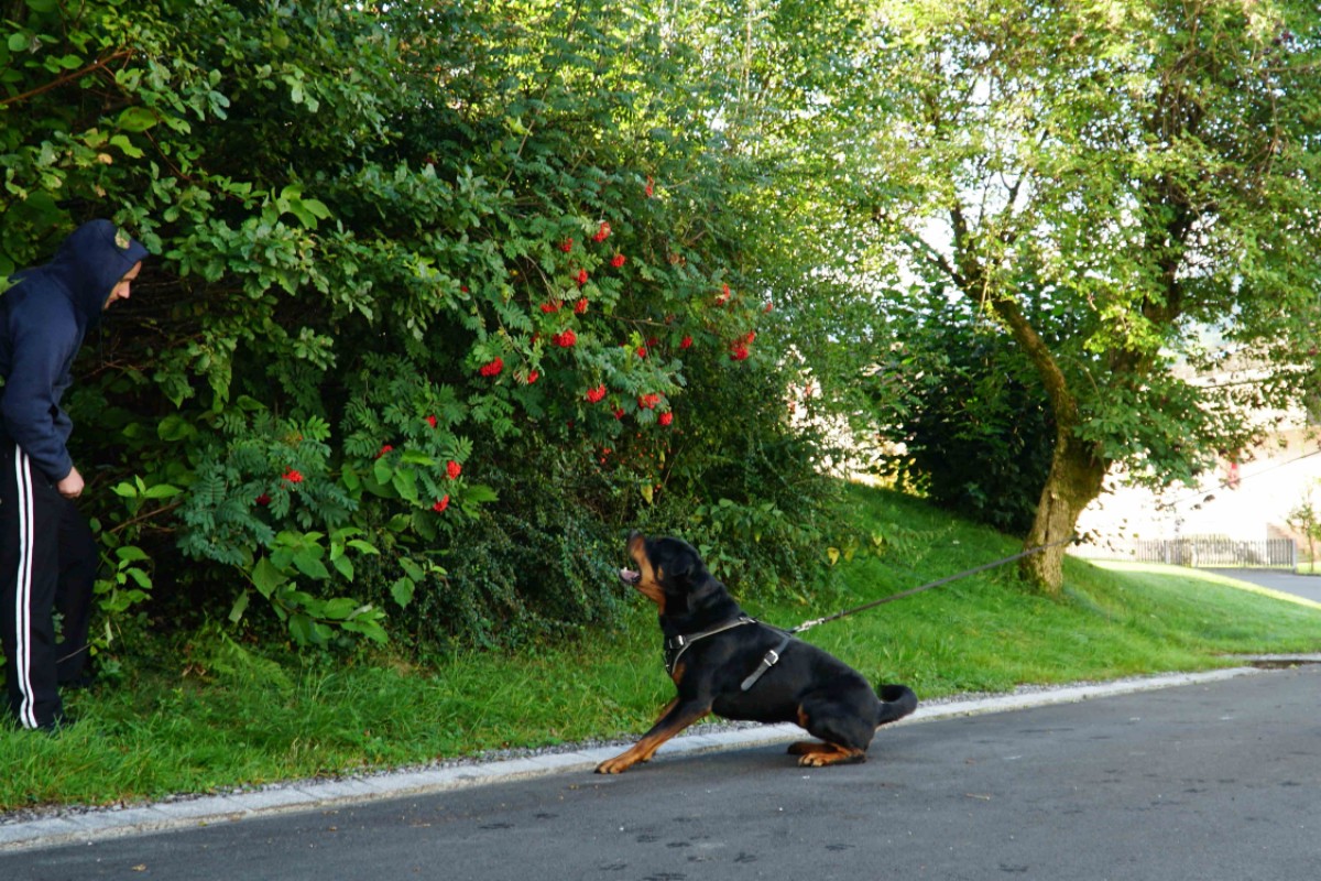 Polizeihund beisst und stellt Flüchtigen in Rebstein SG