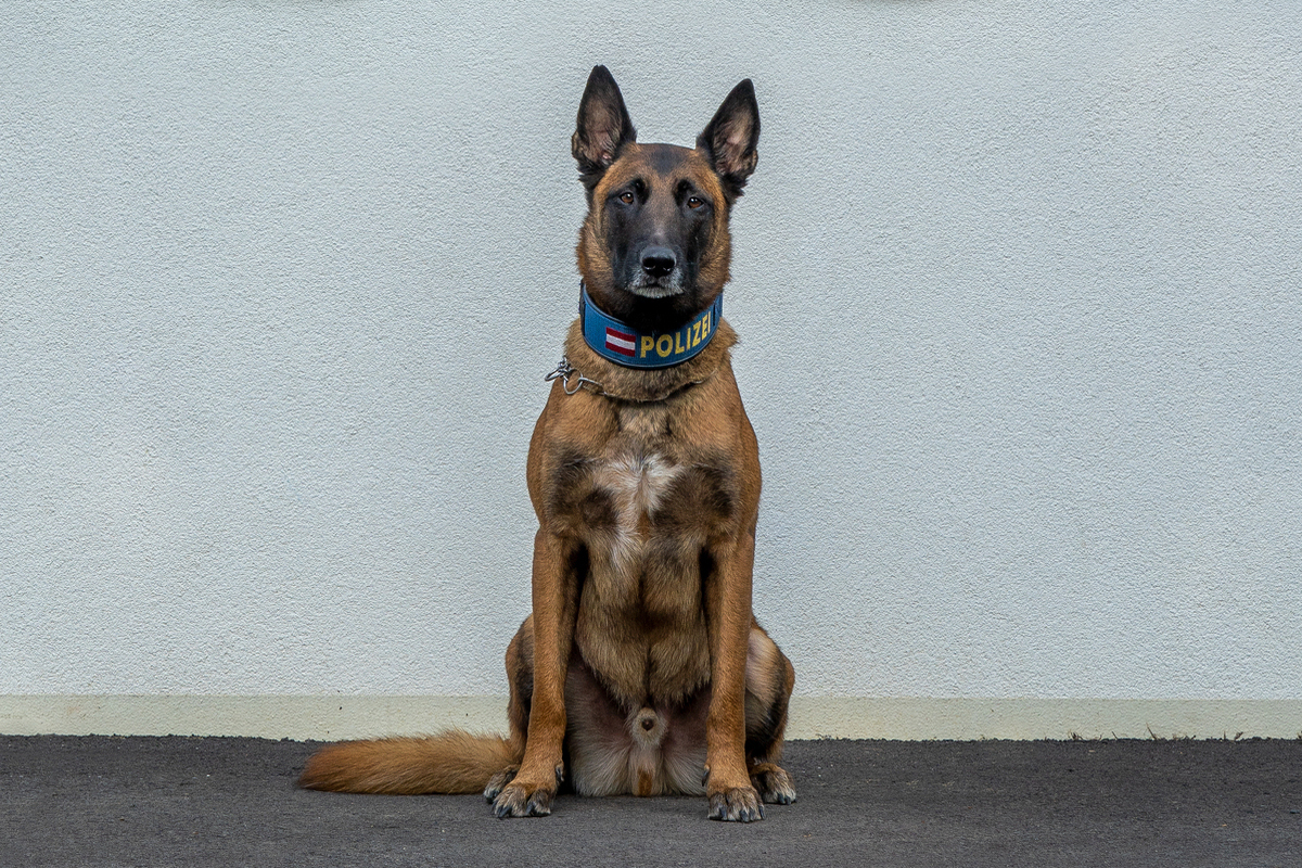 Wien – Diensthund findet demenzkranke Seniorin