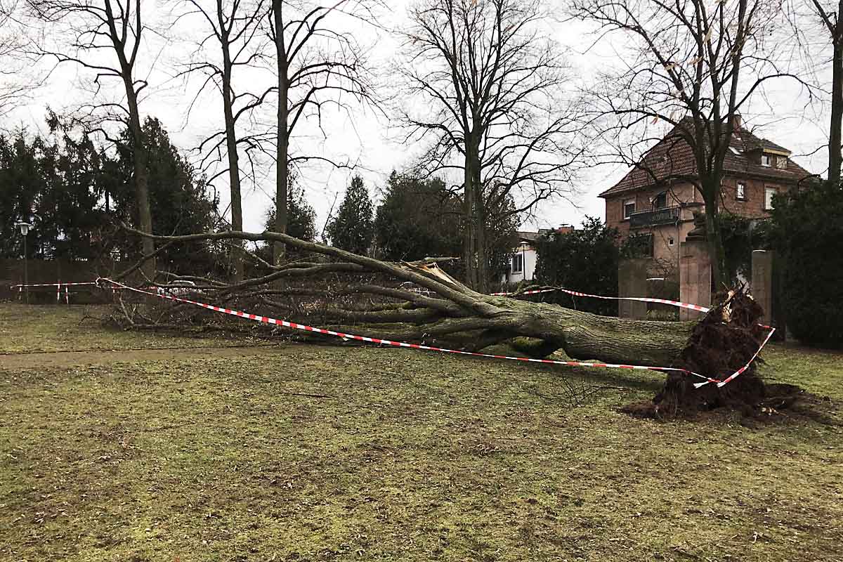 Kaiserslautern - Baum stürzt auf Spaziergänger