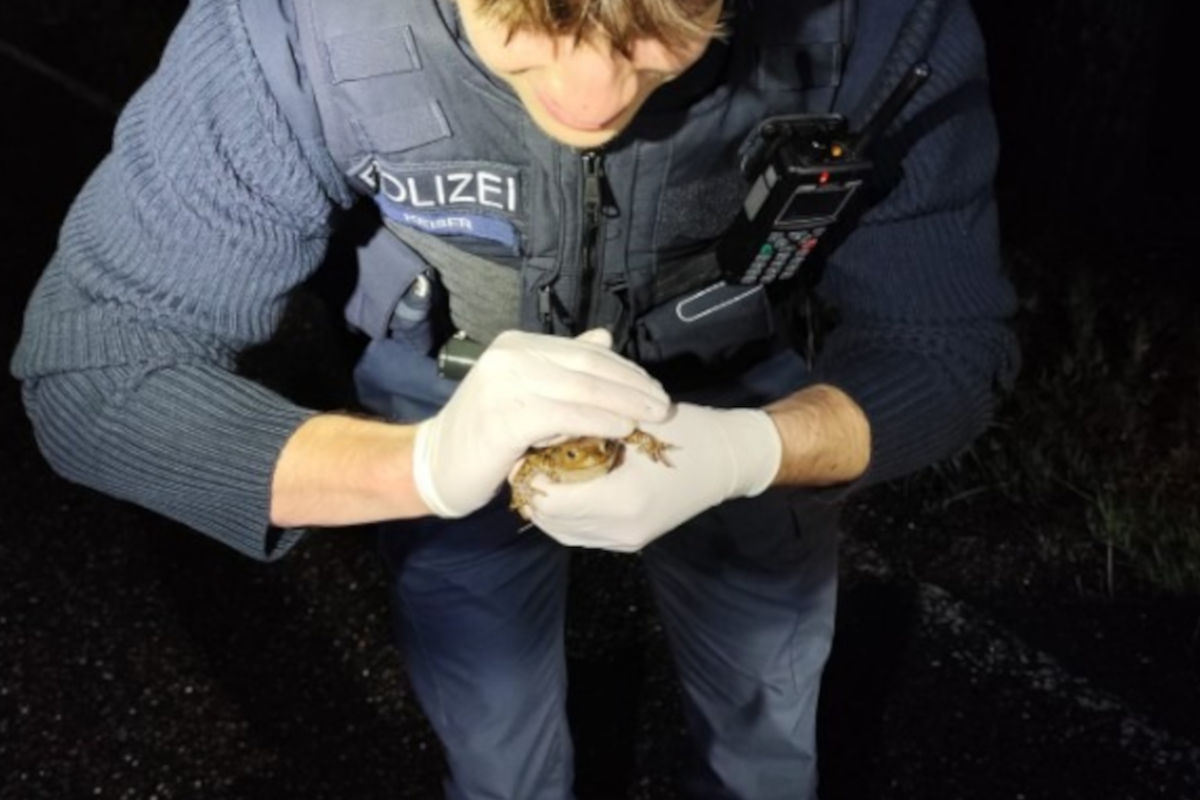 St. Martin – Krötenwanderung sorgt für Polizeieinsatz