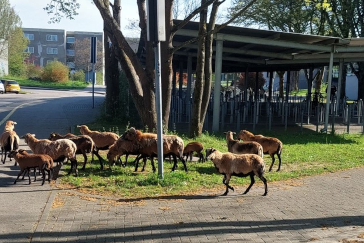 Ettenheim – Ungewöhnlicher Einsatz mit Schafsherde