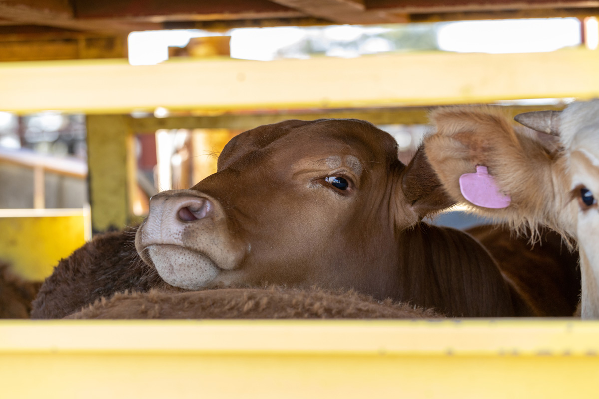A1 Wildeshausen – Zahlreiche Verstöße bei Tiertransporten