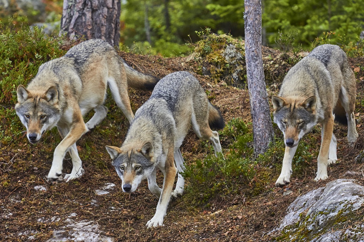 Weitere Wölfe dürfen laut BAFU in Graubünden geschossen werden