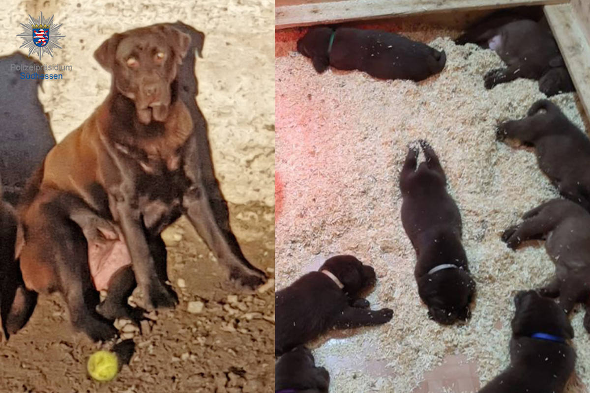 Viernheim – Schokobraune Labradorhündin mit Welpen gestohlen