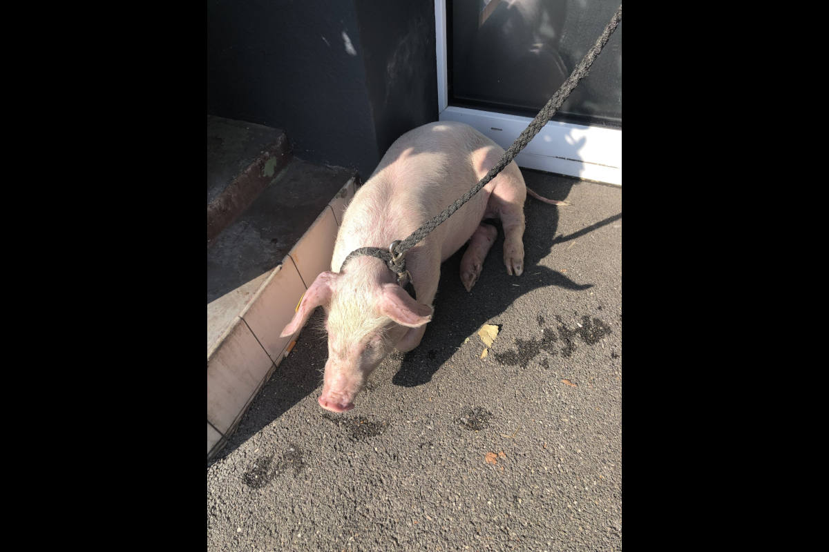 Neuhausen am Rheinfall SH - Sau fällt aus Tiertransporter 