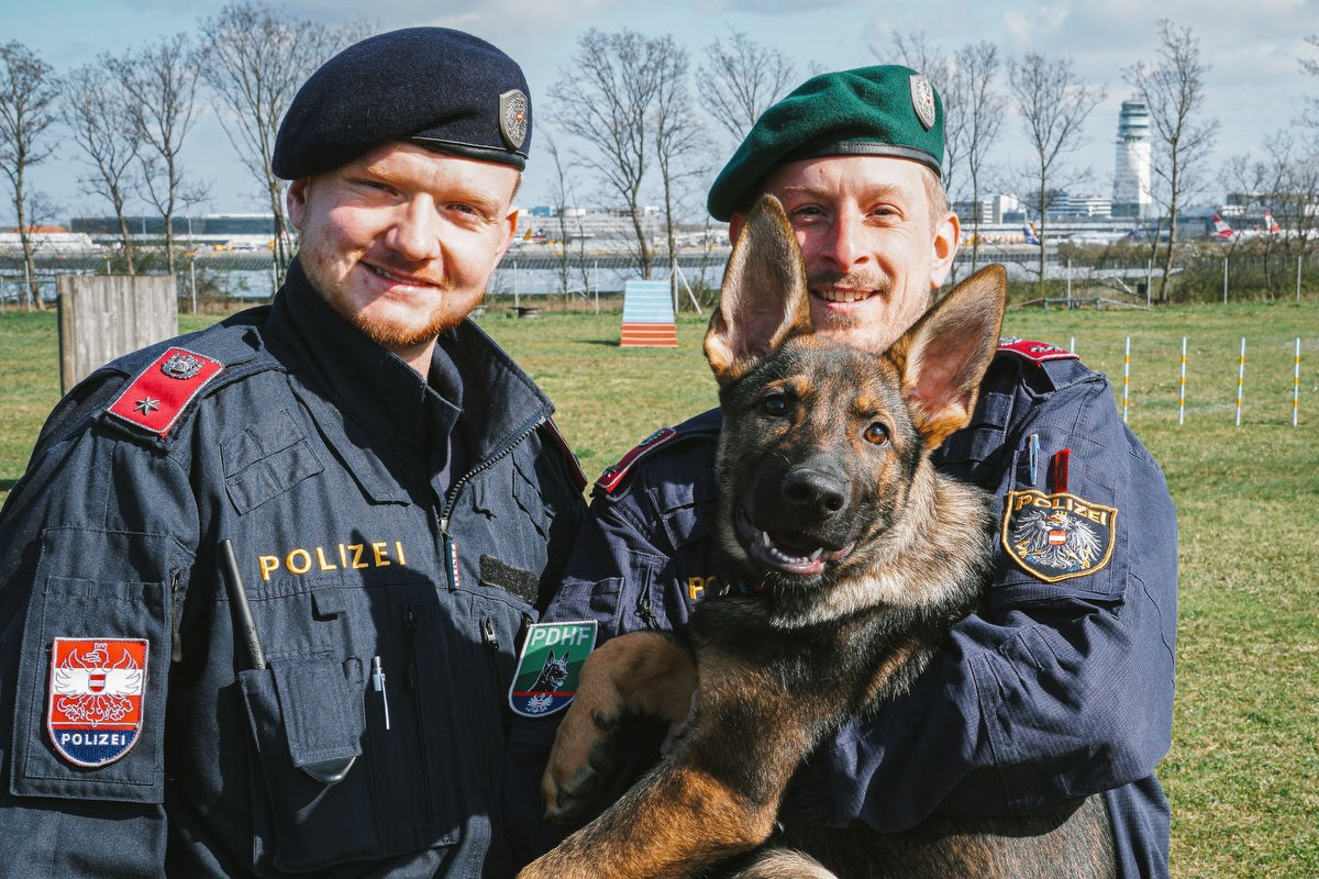Niederösterreich – Junge Polizeihunde starten in die Ausbildung