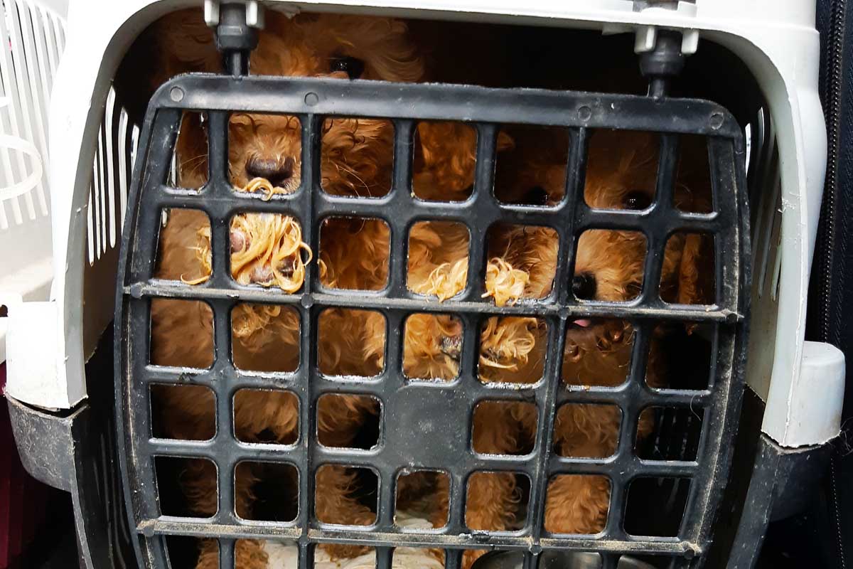 Heinzebank - Bundespolizei stoppt Hundetransport