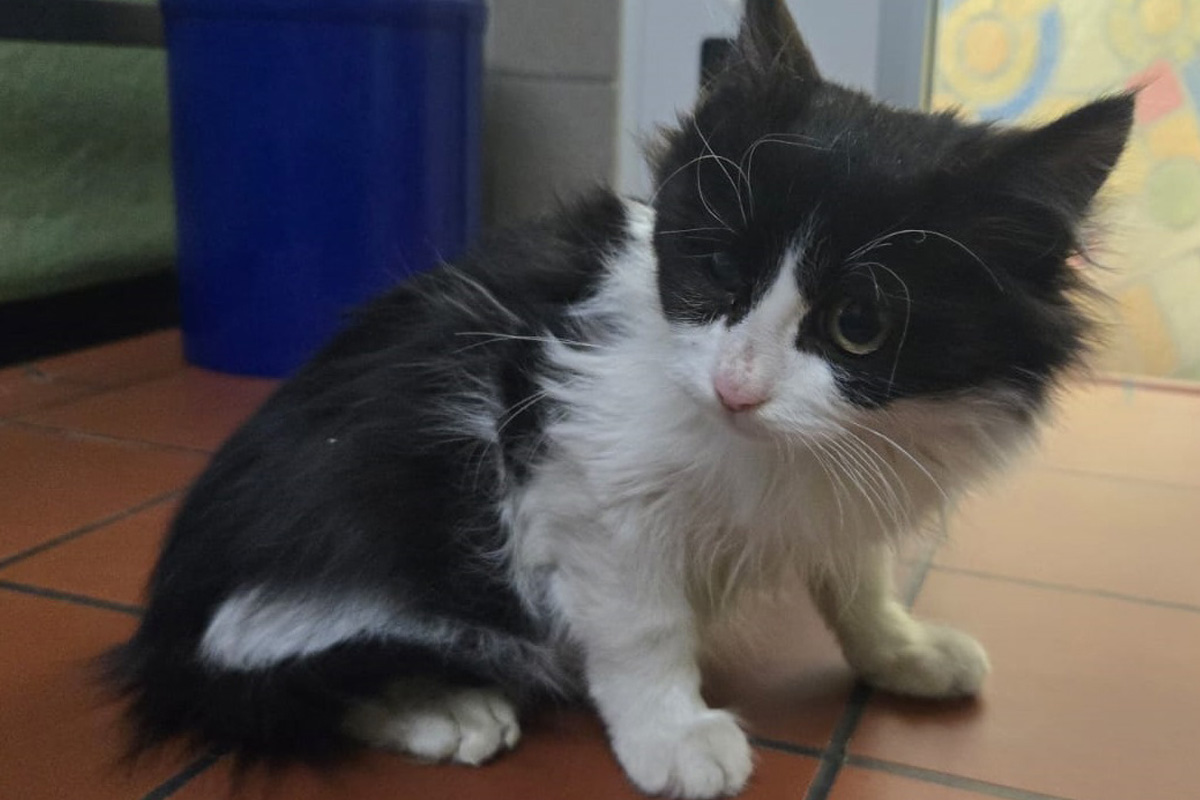 Zoll Schweinfurt – Kätzchen überlebt Lkw-Fahrt aus Türkei