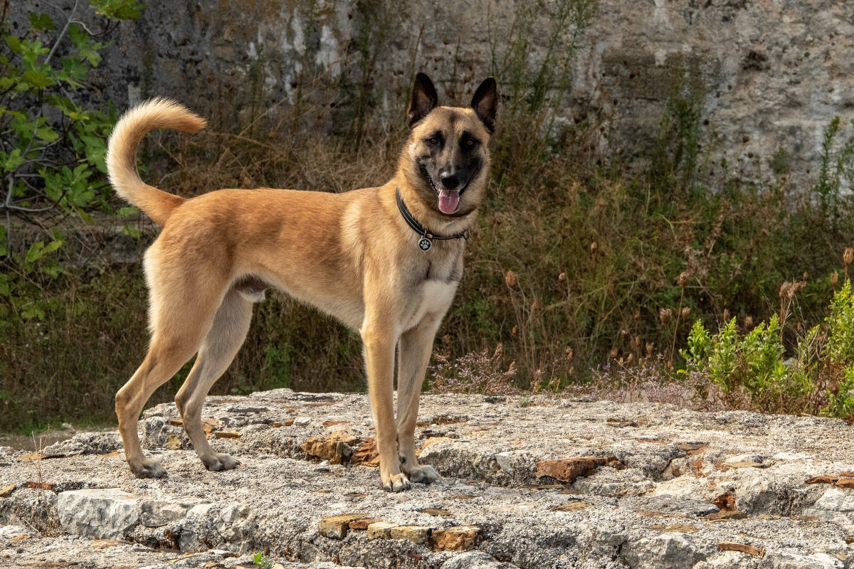 Trogen AR – Diensthund findet vermissten Jugendlichen
