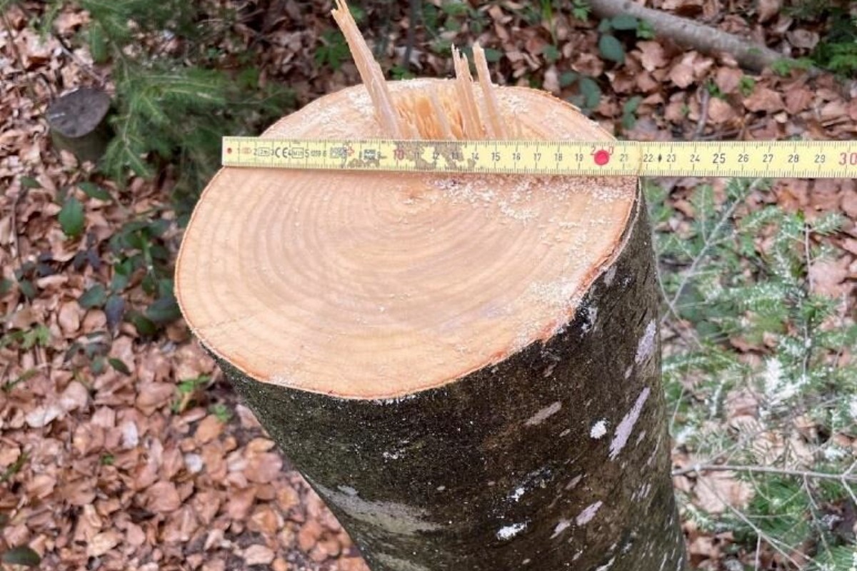 Über 100 Bäume in Zürich illegal gefällt - 78-Jähriger will Mammutbäumen mehr licht verschaffen