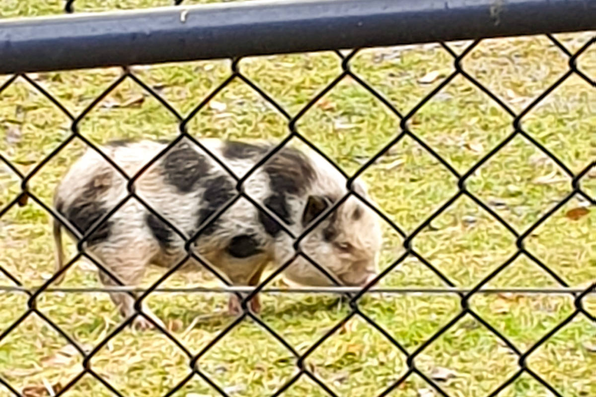 St.Gallen – Entlaufenes Hängebauchschwein wieder in Obhut der Besitzerin