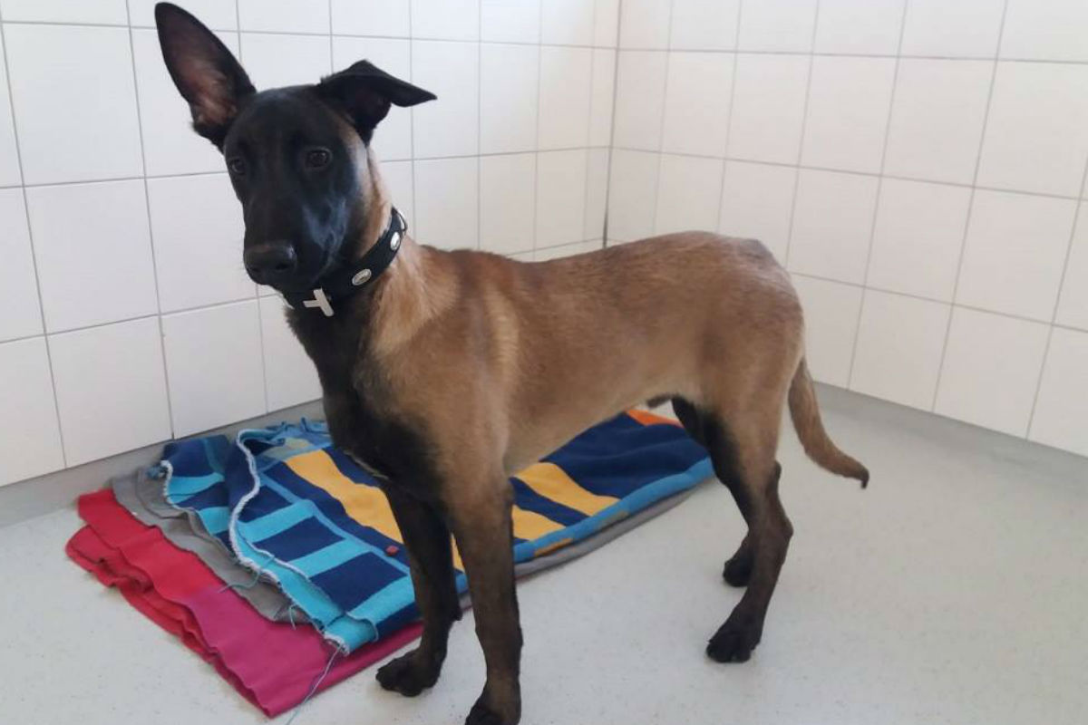 Hund weist sich mit Brief selbst in Tierheim ein
