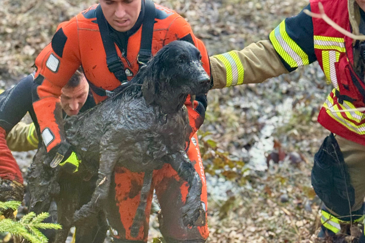 Stuttgart – Vermisste Hündin aus Moorgebiet gerettet