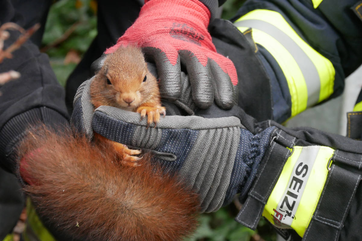 Celle – Eichhörnchen aus misslicher Lage befreit