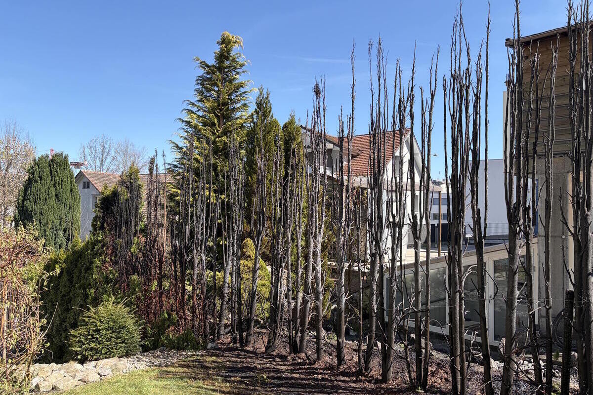 Gossau SG – Heckenbrand wegen Unkrautverbrennung