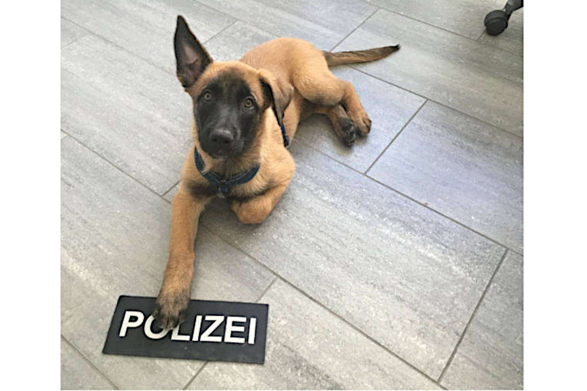Chevy von Feureus der neue bei der Zuger Polizei