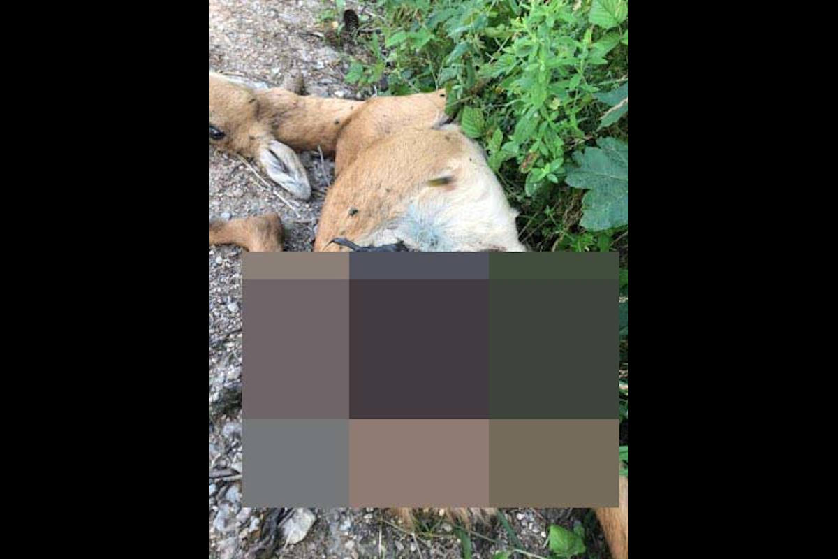 Zeugenaufruf Gipf-Oberfrick AG – Von Hunden gerissenes Reh aufgefunden
