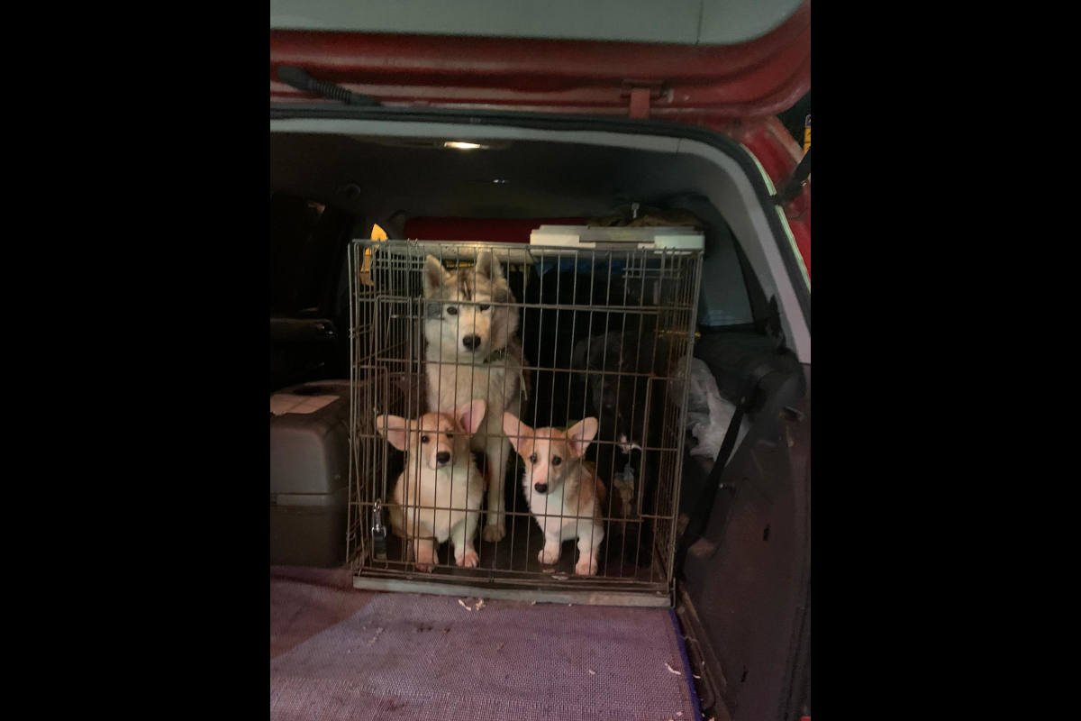 Flensburg – Illegaler Welpenverkauf