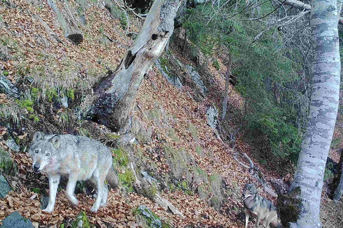 Graubünden - Calandawölfin F07, die wohl älteste Wölfin der Schweiz, ist tot