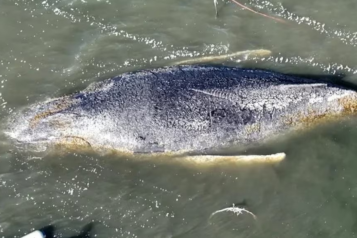 Wismar – Frau schwimmt zu Buckelwal in Sperrbereich