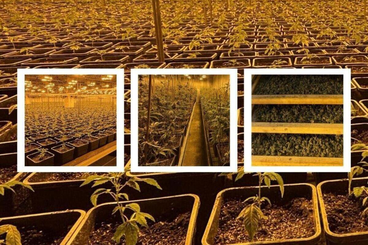 Eglisau ZH – llegale Indoor-Hanfanlage entdeckt - fünf Festnahmen 