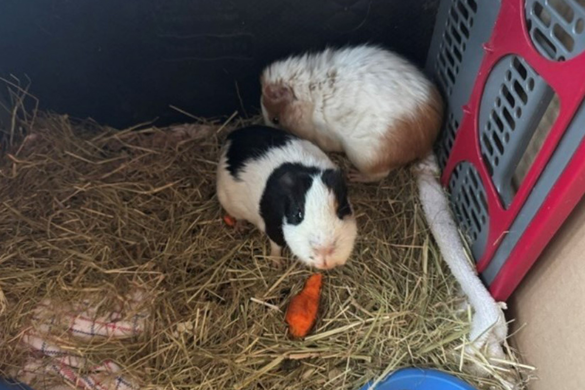 Norderstedt SH – Zwei Meerschweinchen ausgesetzt