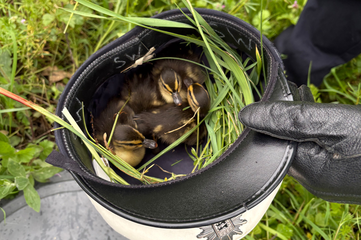 A5 Sinzheim – Polizei rettet Entenküken auf der Autobahn