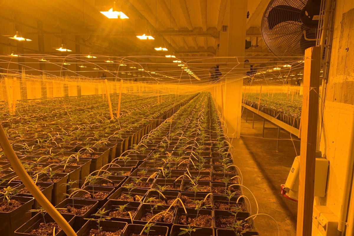 Eglisau ZH – Hanf-Indoor-Anlage ausgehoben