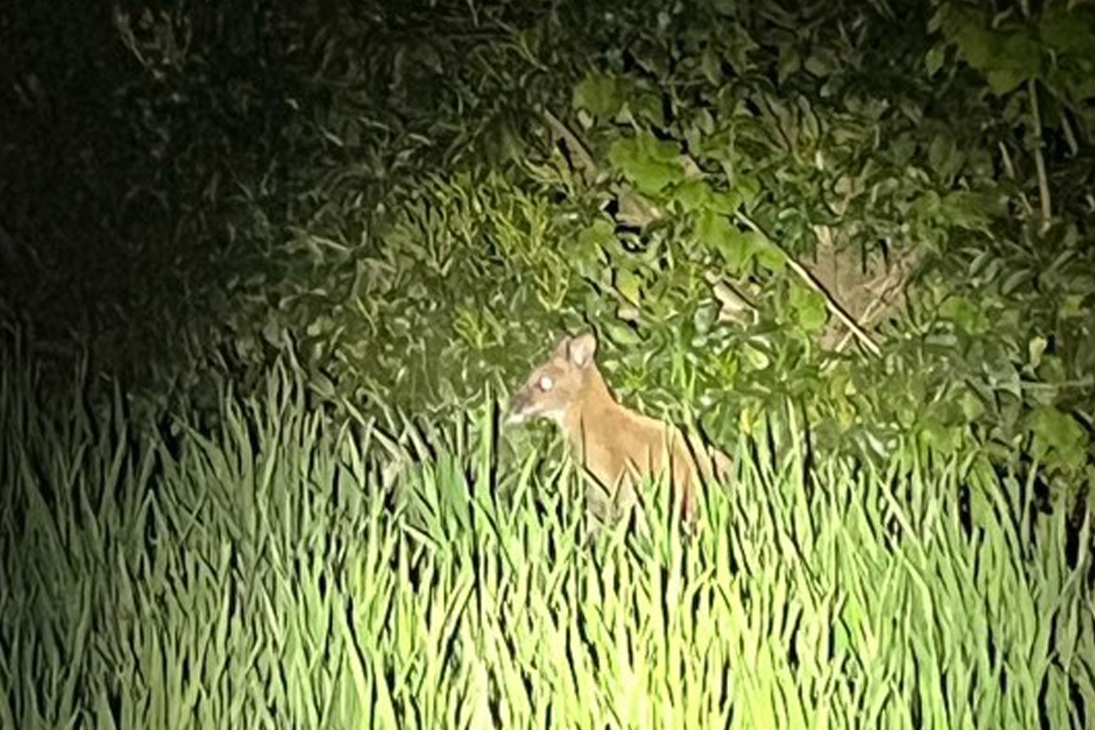 Ahaus – Besitzer von freilaufendem Wallaby gesucht