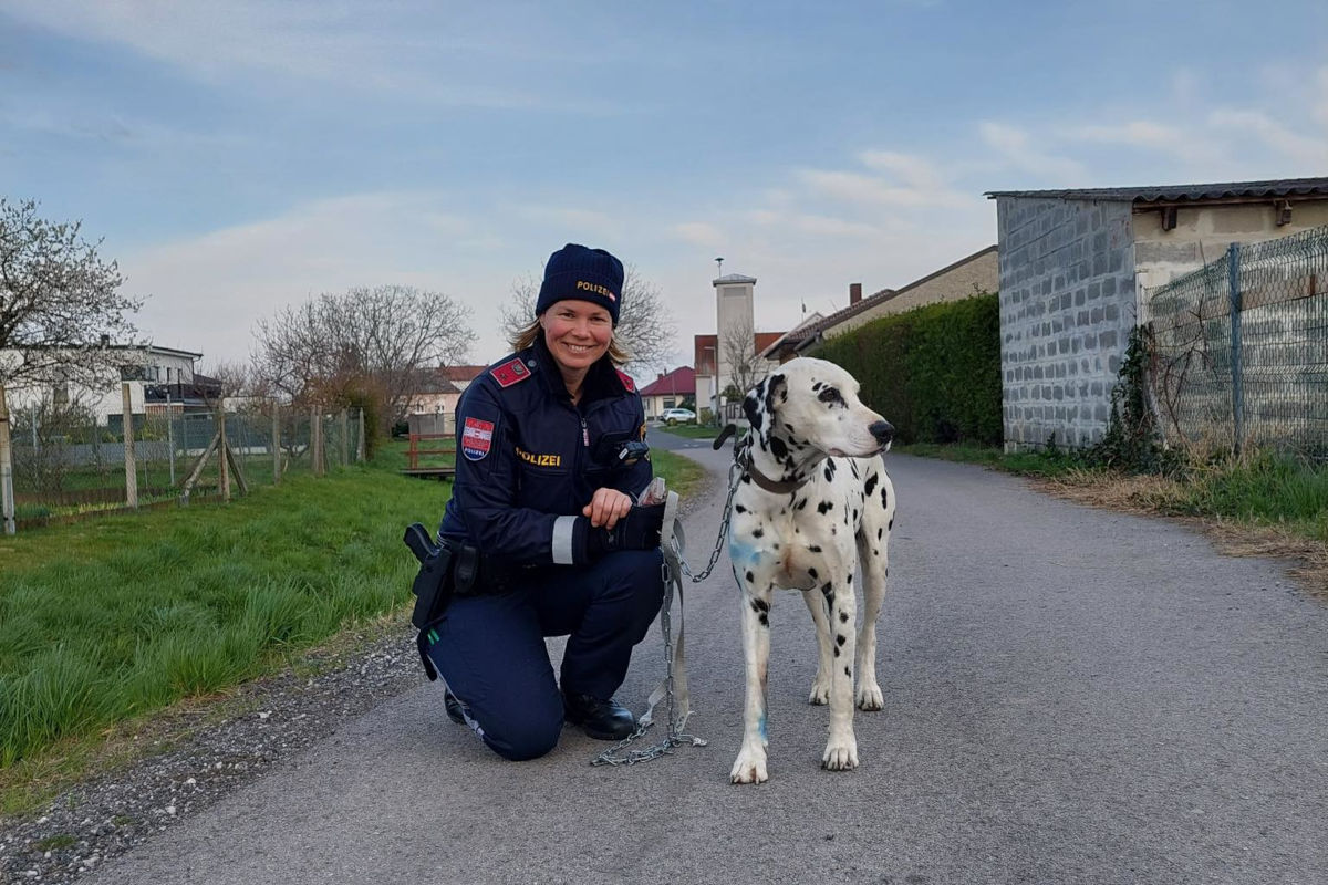 Deutschkreutz – Freilaufende Hunde sorgen für Gefahr im Verkehr