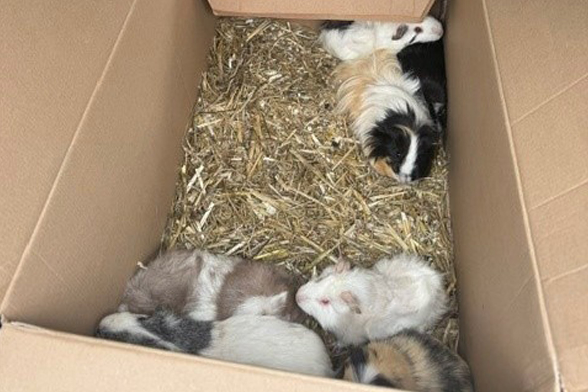 Söchtenau – 20 Meerschweinchen ohne Versorgung ausgesetzt